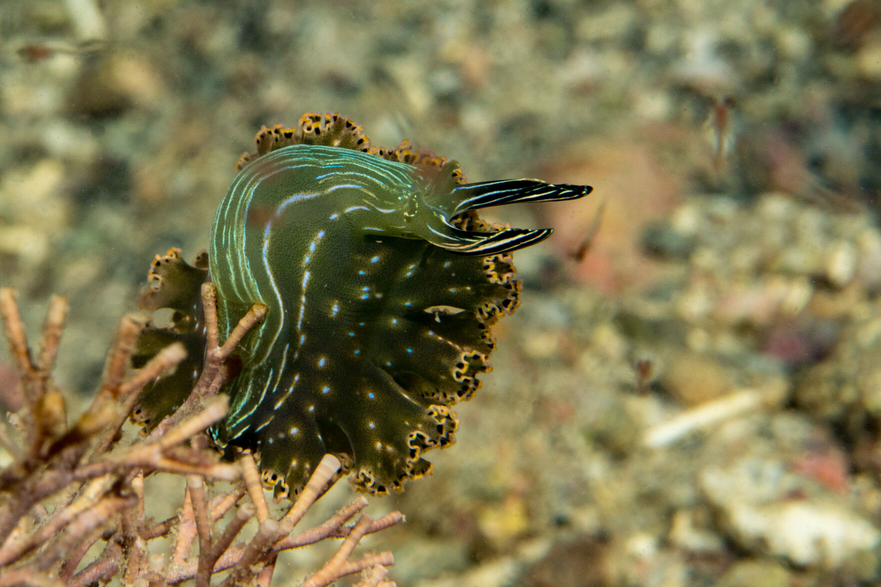 Night diving, Sea of Cortez, San Carlos
